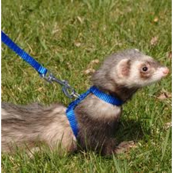 Marshall HARNESS BLUE PET NATION